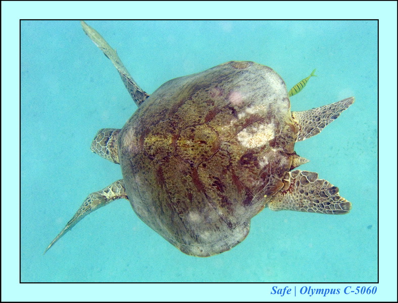 2008 - 07 - Perhentian - 066